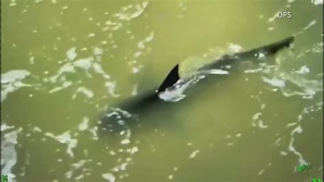 4 shark attacks on South Padre Island during July.